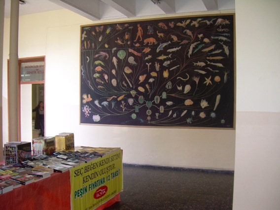 A mural of the evolutionary tree in the biology department at Istanbul University.